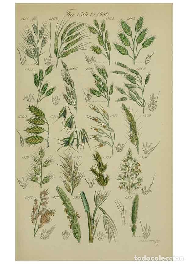 Sammeln von Zeitschriften und Zeitungen: Reproducci&oacute;n/Reproduction 7507566302: British wild flowers.. London,J. Van Voorst,1876. - Johnson, C