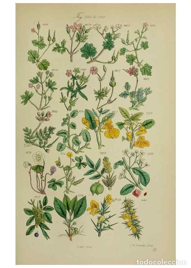 Colecionismo de Revistas e Jornais: Reproducci&oacute;n/Reproduction 7507472256: British wild flowers.. London,J. Van Voorst,1876. - Johnson, C