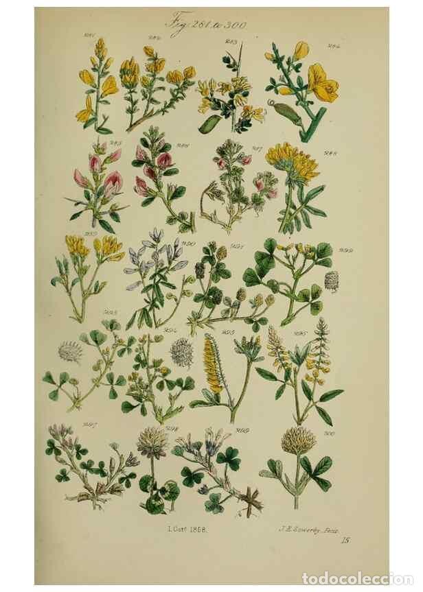 Sammeln von Zeitschriften und Zeitungen: Reproducci&oacute;n/Reproduction 7507473760: British wild flowers.. London,J. Van Voorst,1876. - Johnson, C