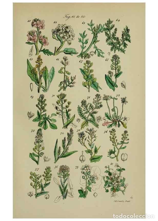 Coleccionismo de revistas y peri&oacute;dicos: Reproducci&oacute;n/Reproduction 7507458266: British wild flowers.. London,J. Van Voorst,1876. - Johnson, C