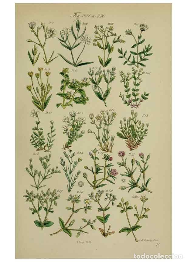 Sammeln von Zeitschriften und Zeitungen: Reproducci&oacute;n/Reproduction 7507468016: British wild flowers.. London,J. Van Voorst,1876. - Johnson, C