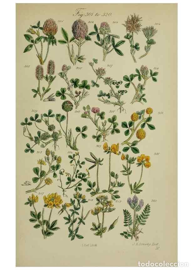 Sammeln von Zeitschriften und Zeitungen: Reproducci&oacute;n/Reproduction 7507475094: British wild flowers.. London,J. Van Voorst,1876. - Johnson, C