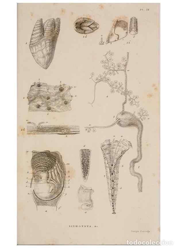 Sammeln von Zeitschriften und Zeitungen: Reproducci&oacute;n/Reproduction 7509051468: A monograph on the sub-class Cirripedia,. London,Ray society,1