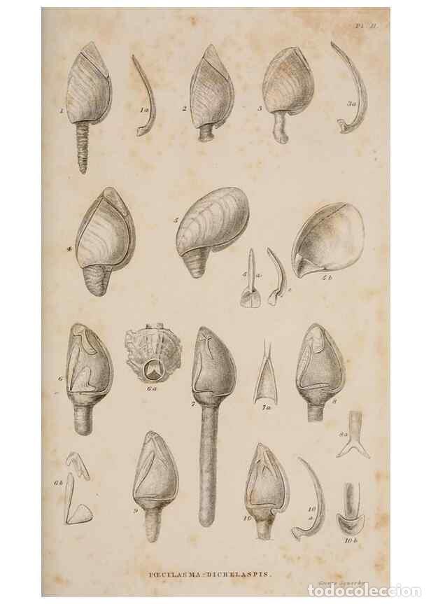 Collezionismo di Riviste e Giornali: Reproducci&oacute;n/Reproduction 7509043592: A monograph on the sub-class Cirripedia,. London,Ray society,1