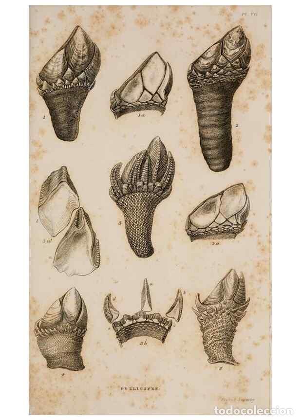 Sammeln von Zeitschriften und Zeitungen: Reproducci&oacute;n/Reproduction 7509049110: A monograph on the sub-class Cirripedia,. London,Ray society,1