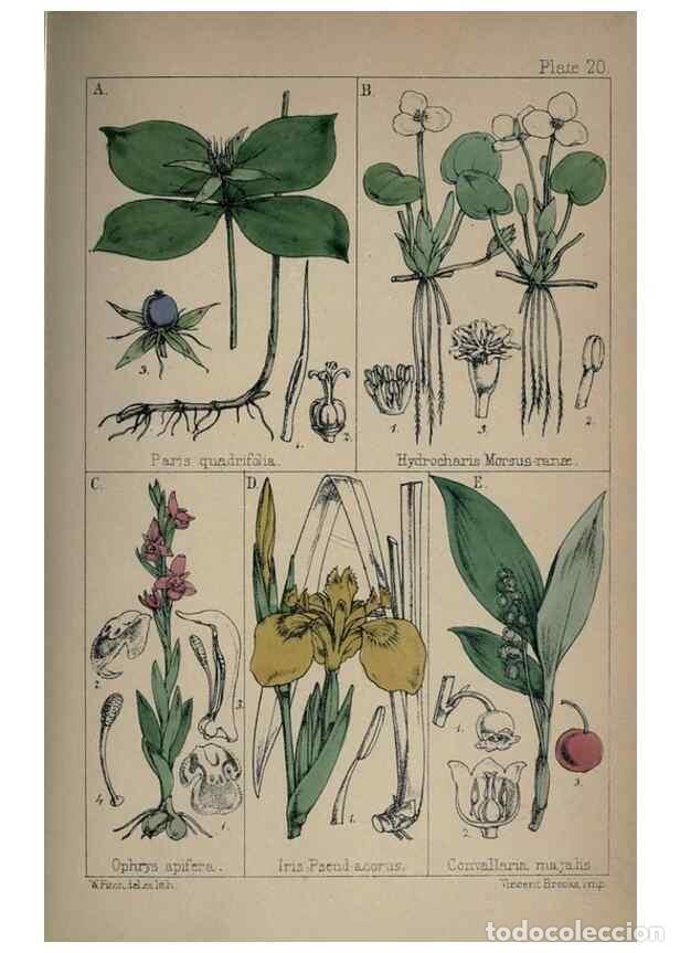 Collectionnisme de Revues et Journaux: Reproducci&oacute;n/Reproduction 7454767262: British wild flowers :. London,Reeve,1867. - Moore, Thomas,
