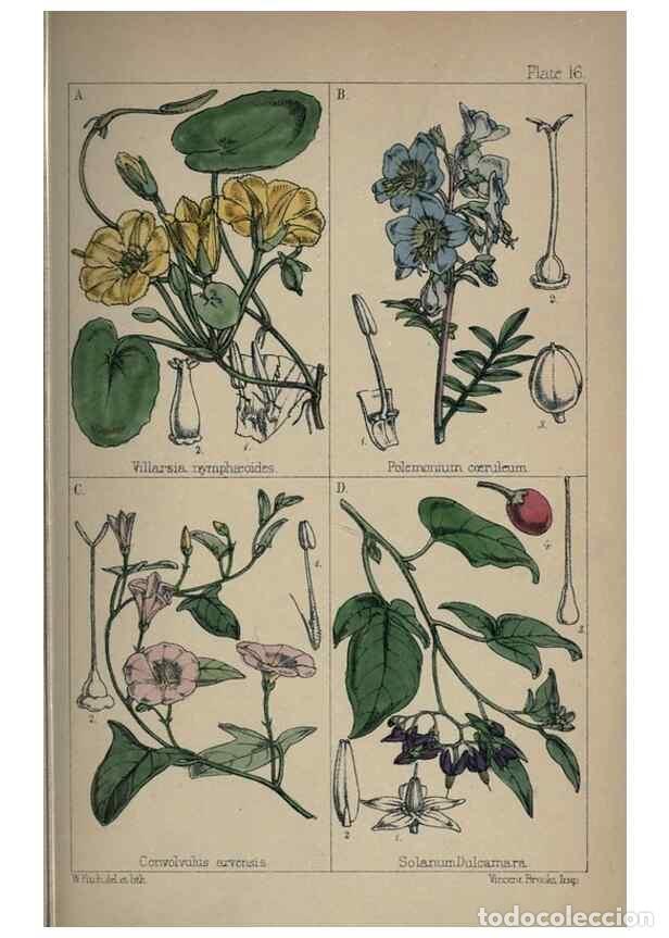 Collection Magazines and Newspapers: Reproducci&oacute;n/Reproduction 7454762146: British wild flowers :. London,Reeve,1867. - Moore, Thomas,