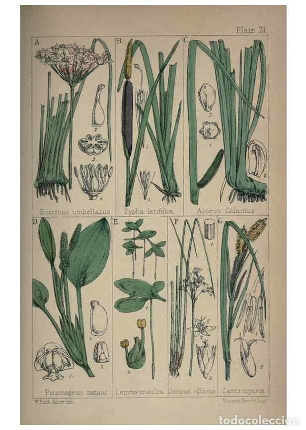 Collection Magazines and Newspapers: Reproducci&oacute;n/Reproduction 7454768526: British wild flowers :. London,Reeve,1867. - Moore, Thomas,