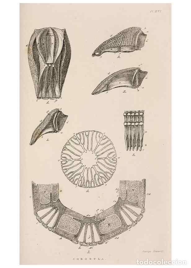 Colecionismo de Revistas e Jornais: Reproducci&oacute;n/Reproduction 7509376004: A monograph on the sub-class Cirripedia,. London,Ray society,1