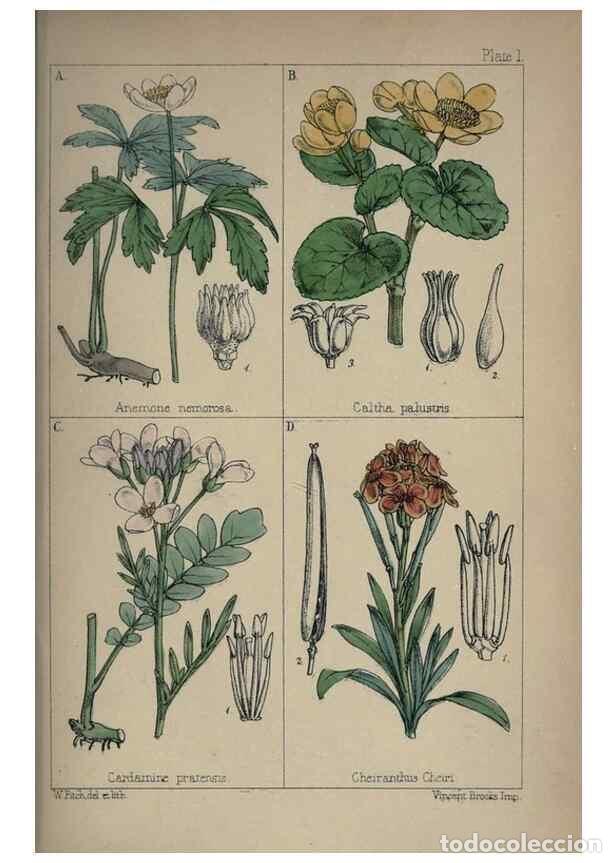 Collectionnisme de Revues et Journaux: Reproducci&oacute;n/Reproduction 7454744550: British wild flowers :. London,Reeve,1867. - Moore, Thomas,