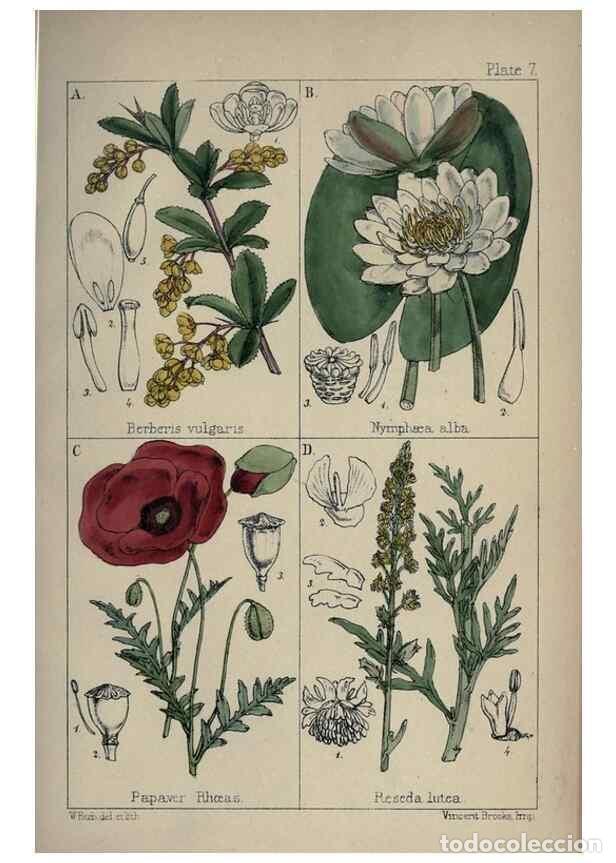 Collection Magazines and Newspapers: Reproducci&oacute;n/Reproduction 7454751998: British wild flowers :. London,Reeve,1867. - Moore, Thomas,