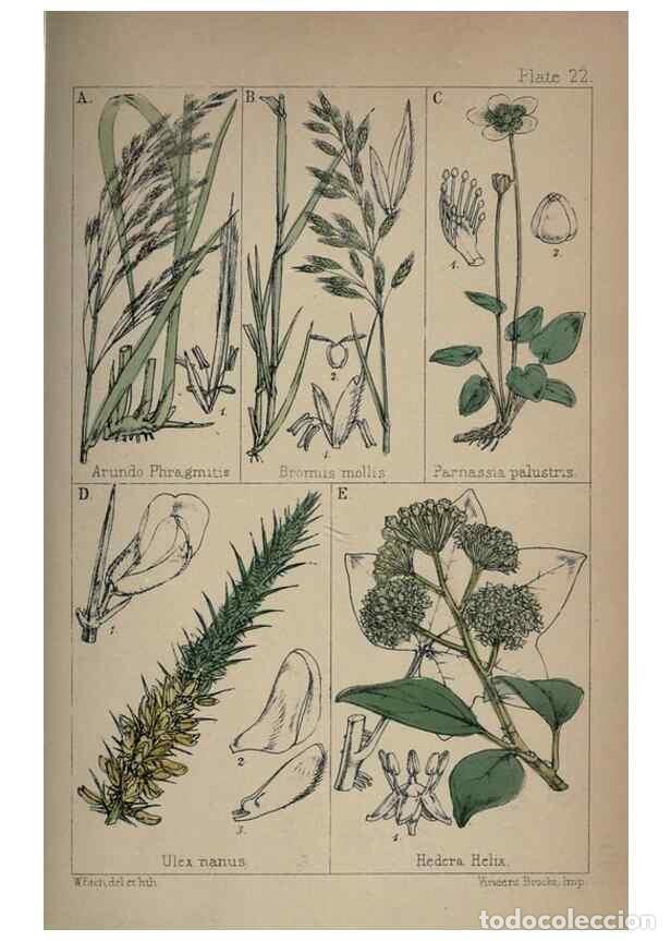 Colecionismo de Revistas e Jornais: Reproducci&oacute;n/Reproduction 7454769968: British wild flowers :. London,Reeve,1867. - Moore, Thomas,