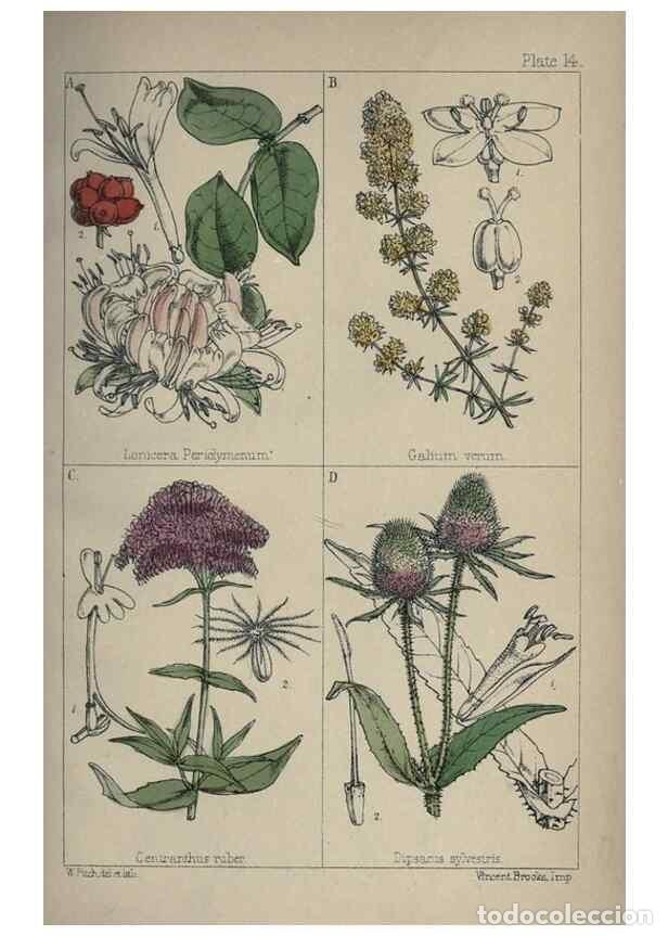 Sammeln von Zeitschriften und Zeitungen: Reproducci&oacute;n/Reproduction 7454760046: British wild flowers :. London,Reeve,1867. - Moore, Thomas,