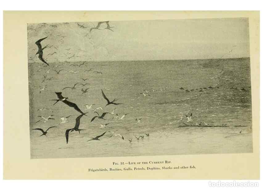 Collezionismo di Riviste e Giornali: Reproducci&oacute;n/Reproduction 7698585250: The Arcturus adventure :. New York :Putnam,1926. - Beebe, Will