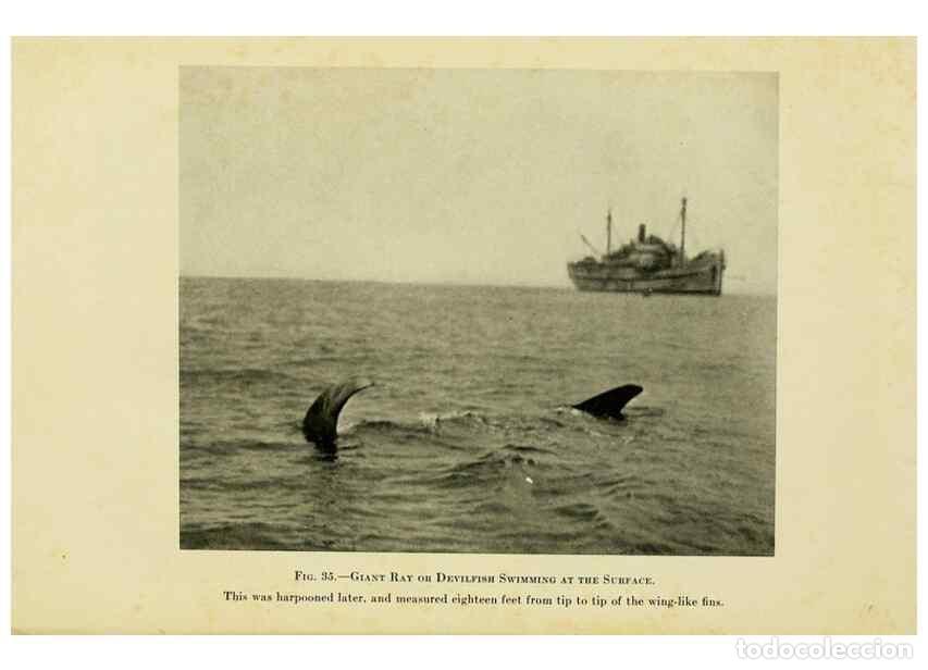 Collezionismo di Riviste e Giornali: Reproducci&oacute;n/Reproduction 7698614656: The Arcturus adventure :. New York :Putnam,1926. - Beebe, Will