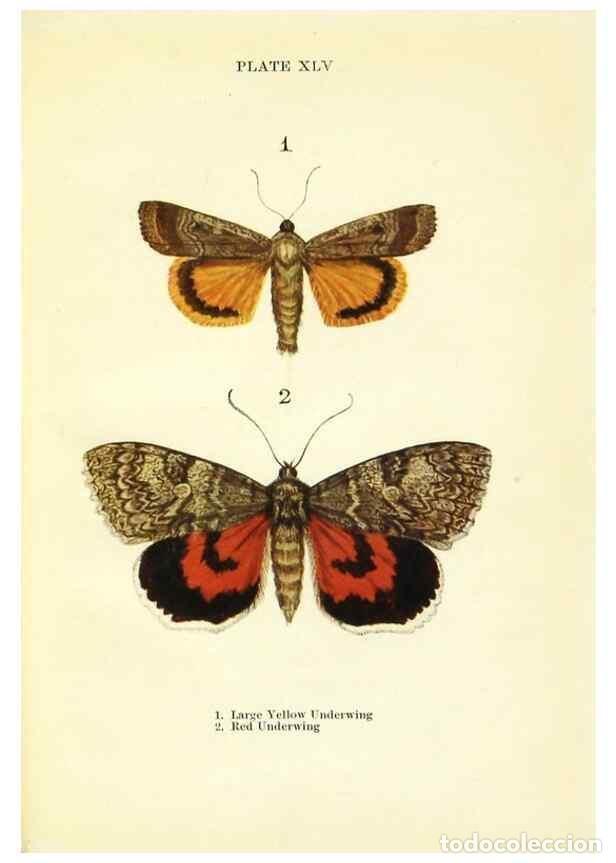 Coleccionismo de revistas y peri&oacute;dicos: Reproducci&oacute;n/Reproduction 9264546198: Butterflies and moths,. London & Edinburgh,T.C. & E.C. Jack[19