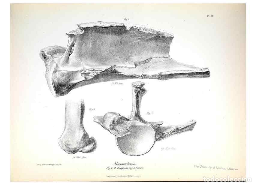 Colecionismo de Revistas e Jornais: Reproducci&oacute;n/Reproduction 8386004029: The zoology of the voyage of H.M.S. Beagle .... London,Smith,