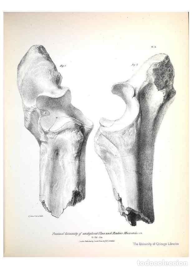 Colecionismo de Revistas e Jornais: Reproducci&oacute;n/Reproduction 8387090238: The zoology of the voyage of H.M.S. Beagle .... London,Smith,
