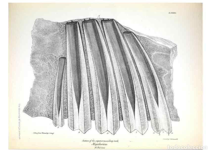 Coleccionismo de Revistas y Peri&oacute;dicos: Reproducci&oacute;n/Reproduction 8387100694: The zoology of the voyage of H.M.S. Beagle .... London,Smith,