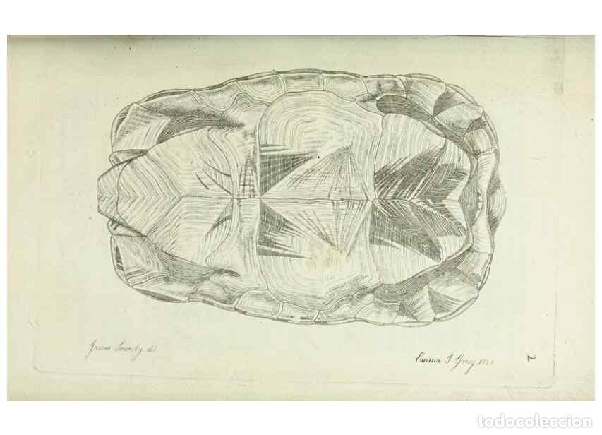 Sammeln von Zeitschriften und Zeitungen: Reproducci&oacute;n/Reproduction 8431997285: Synopsis reptilium :. London :G.B. Sowerby :1831. - Gray, John