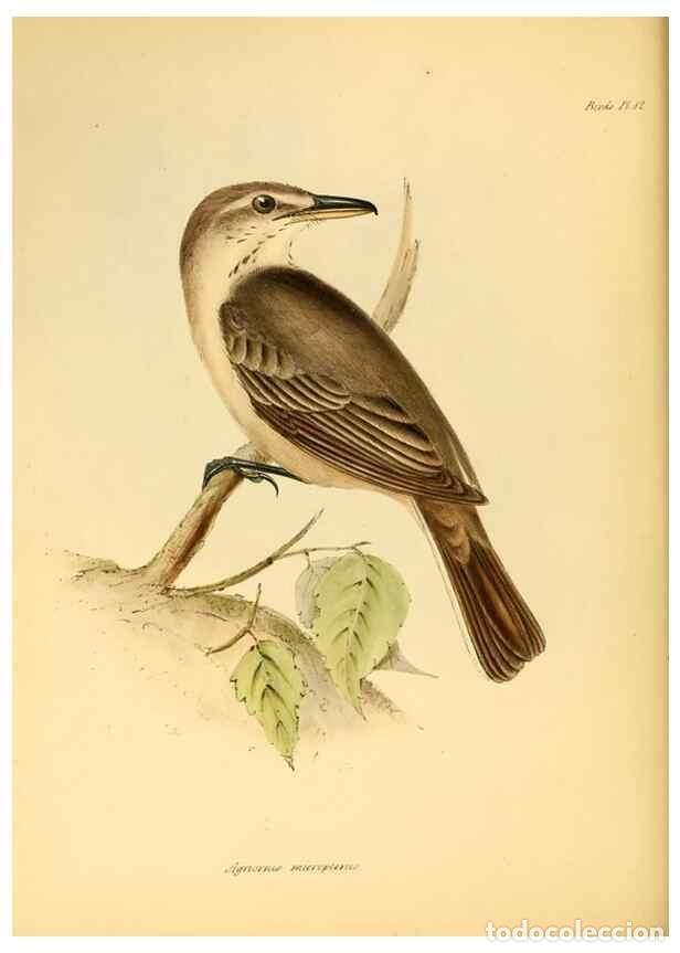 Sammeln von Zeitschriften und Zeitungen: Reproducci&oacute;n/Reproduction 8430588312: The zoology of the voyage of H.M.S. Beagle .... London,Smith,