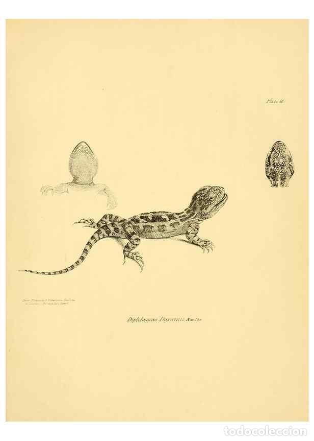 Sammeln von Zeitschriften und Zeitungen: Reproducci&oacute;n/Reproduction 8431746883: The zoology of the voyage of H.M.S. Beagle .... London,Smith,