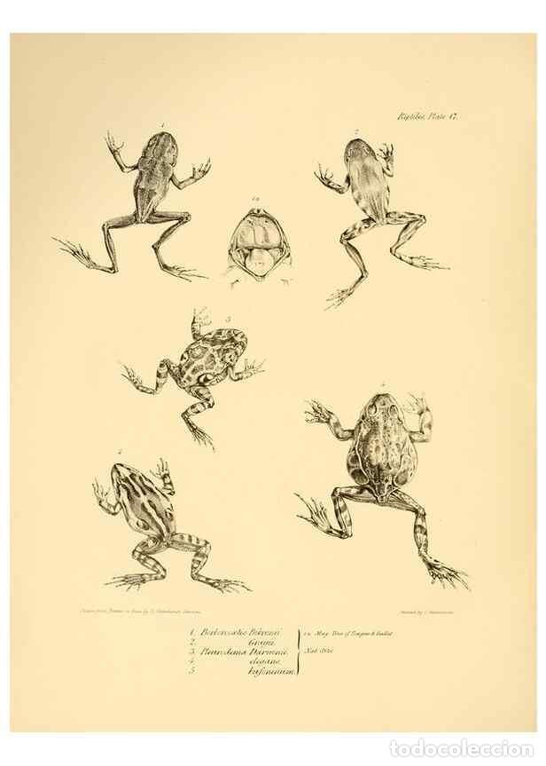 Colecionismo de Revistas e Jornais: Reproducci&oacute;n/Reproduction 8431748761: The zoology of the voyage of H.M.S. Beagle .... London,Smith,