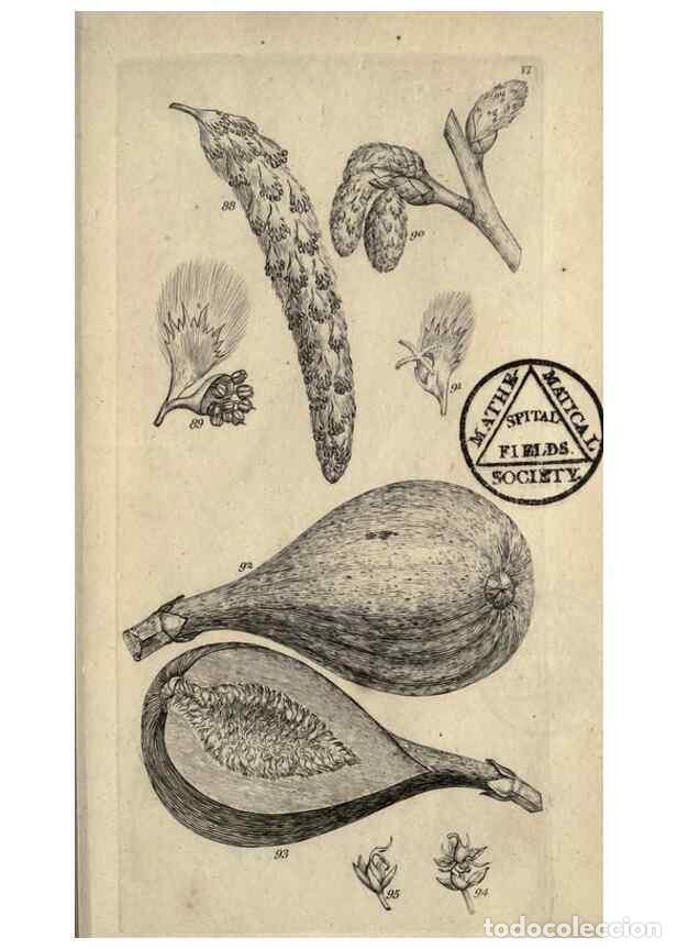 Sammeln von Zeitschriften und Zeitungen: Reproducci&oacute;n/Reproduction 8447401373: A grammar of botany,. London,Longman,1821. - Smith, James Edwa