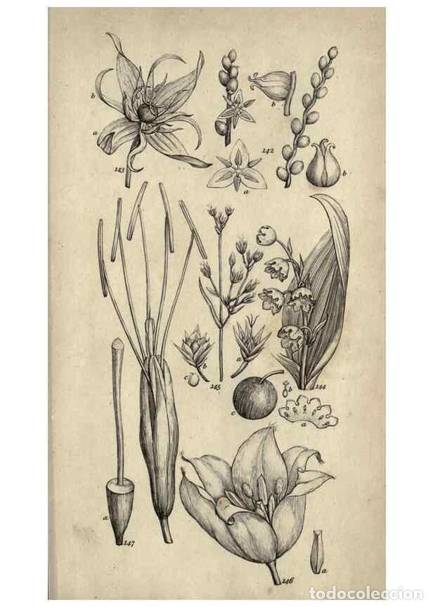 Sammeln von Zeitschriften und Zeitungen: Reproducci&oacute;n/Reproduction 8447404157: A grammar of botany,. London,Longman,1821. - Smith, James Edwa