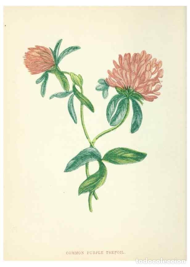 Collection Magazines and Newspapers: Reproducci&oacute;n/Reproduction 8513780694: Wild flowers.. London :Pott, Young & Co.,[1857] - Pratt, Anne,