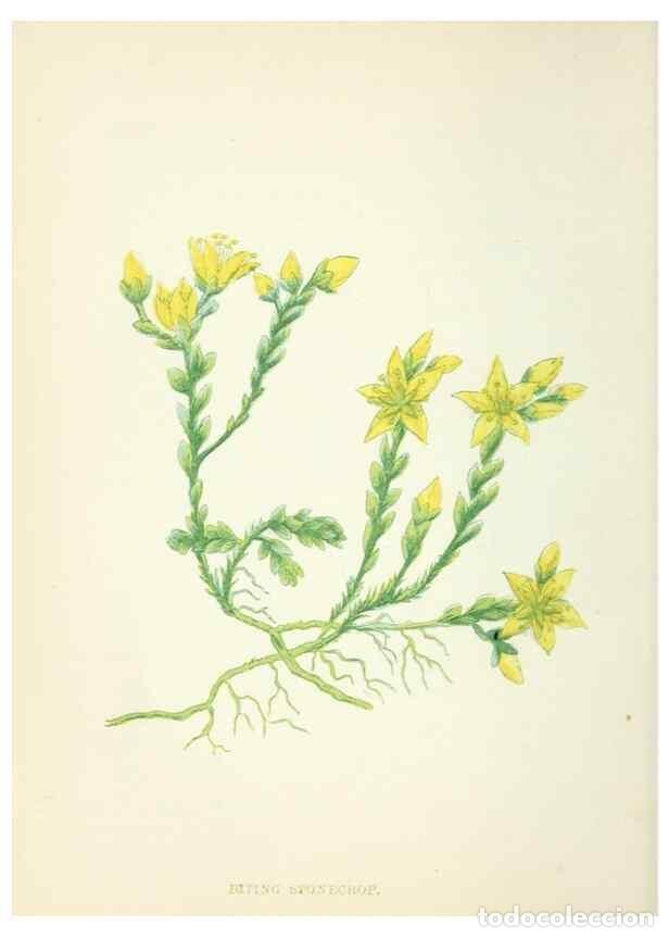 Colecionismo de Revistas e Jornais: Reproducci&oacute;n/Reproduction 8513783116: Wild flowers.. London :Pott, Young & Co.,[1857] - Pratt, Anne,