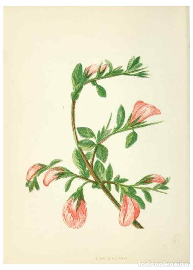 Collection Magazines and Newspapers: Reproducci&oacute;n/Reproduction 8513783792: Wild flowers.. London :Pott, Young & Co.,[1857] - Pratt, Anne,