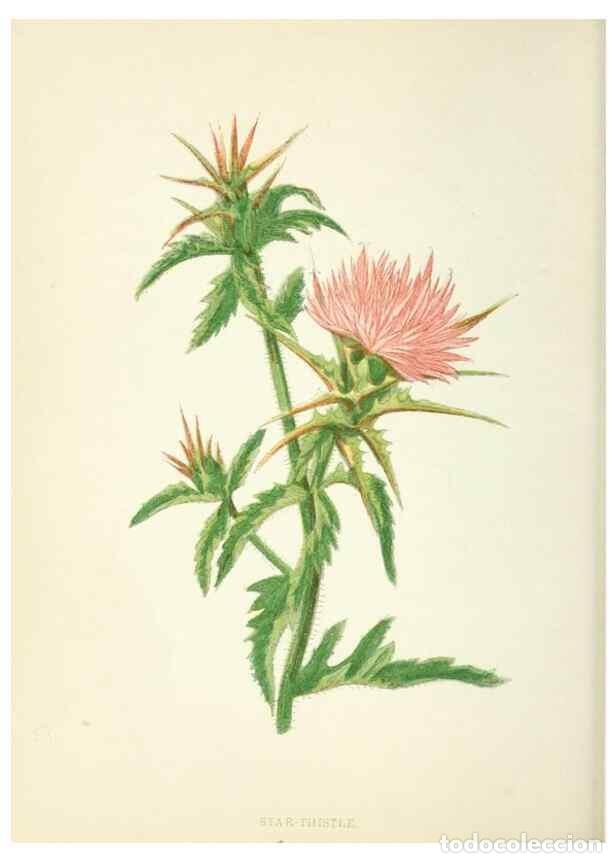 Collection Magazines and Newspapers: Reproducci&oacute;n/Reproduction 8513785600: Wild flowers.. London :Pott, Young & Co.,[1857] - Pratt, Anne,