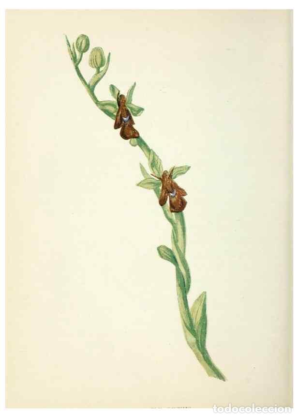 Collezionismo di Riviste e Giornali: Reproducci&oacute;n/Reproduction 8513797618: Wild flowers.. London :Pott, Young & Co.,[1857] - Pratt, Anne,