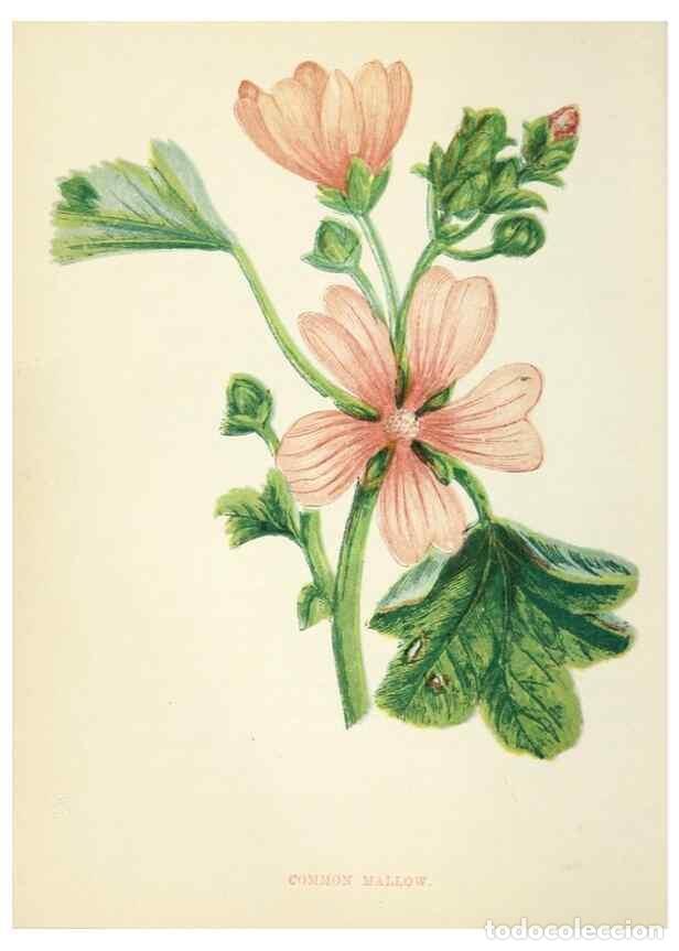 Collection Magazines and Newspapers: Reproducci&oacute;n/Reproduction 8512668299: Wild flowers.. London :Pott, Young & Co.,[1857] - Pratt, Anne,