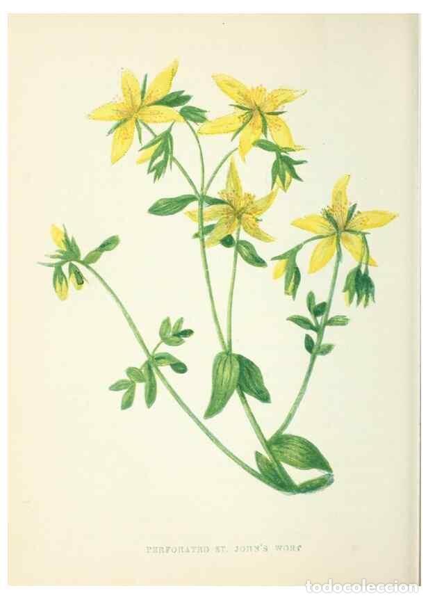 Collection Magazines and Newspapers: Reproducci&oacute;n/Reproduction 8513801662: Wild flowers.. London :Pott, Young & Co.,[1857] - Pratt, Anne,