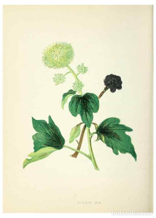 Collezionismo di Riviste e Giornali: Reproducci&oacute;n/Reproduction 8512693719: Wild flowers.. London :Pott, Young & Co.,[1857] - Pratt, Anne,