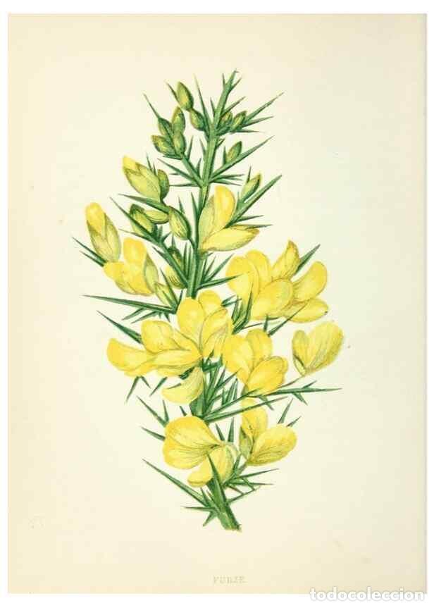 Collection Magazines and Newspapers: Reproducci&oacute;n/Reproduction 8512671605: Wild flowers.. London :Pott, Young & Co.,[1857] - Pratt, Anne,
