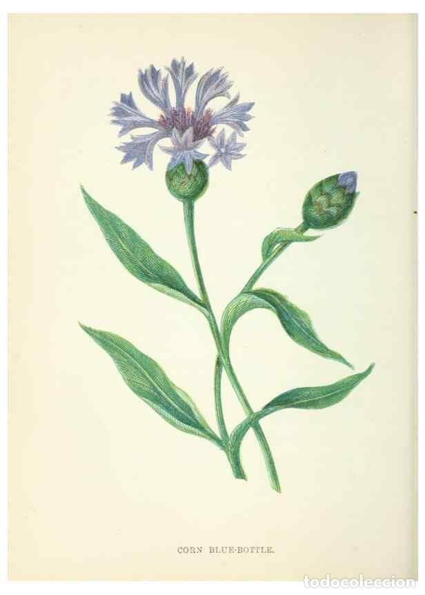 Sammeln von Zeitschriften und Zeitungen: Reproducci&oacute;n/Reproduction 8512675649: Wild flowers.. London :Pott, Young & Co.,[1857] - Pratt, Anne,