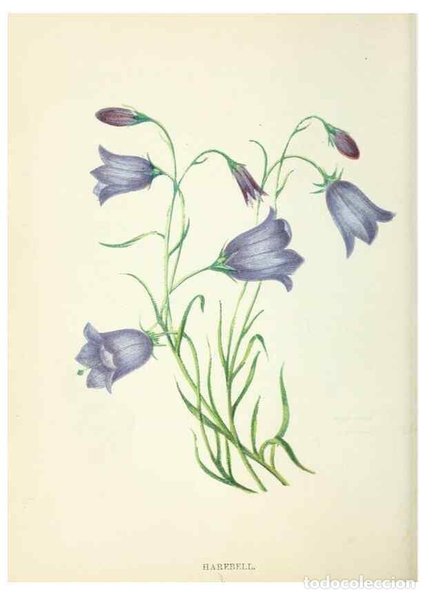 Colecionismo de Revistas e Jornais: Reproducci&oacute;n/Reproduction 8512676013: Wild flowers.. London :Pott, Young & Co.,[1857] - Pratt, Anne,