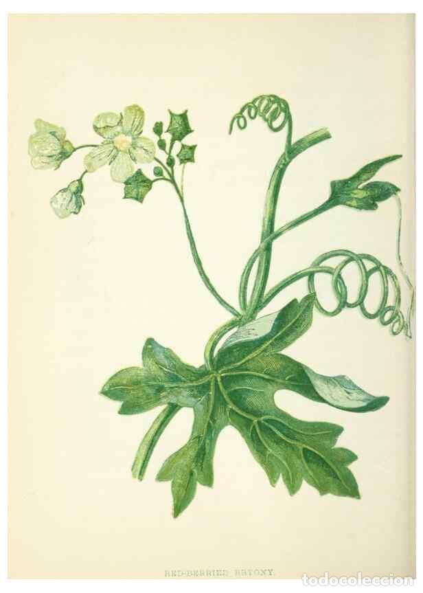 Collectionnisme de Revues et Journaux: Reproducci&oacute;n/Reproduction 8513791006: Wild flowers.. London :Pott, Young & Co.,[1857] - Pratt, Anne,