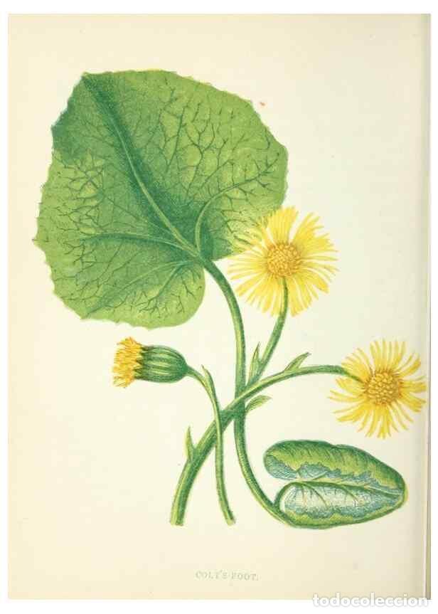 Collection Magazines and Newspapers: Reproducci&oacute;n/Reproduction 8513788554: Wild flowers.. London :Pott, Young & Co.,[1857] - Pratt, Anne,