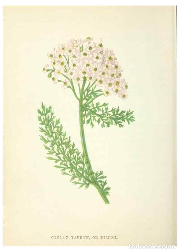 Sammeln von Zeitschriften und Zeitungen: Reproducci&oacute;n/Reproduction 8513793776: Wild flowers.. London :Pott, Young & Co.,[1857] - Pratt, Anne,