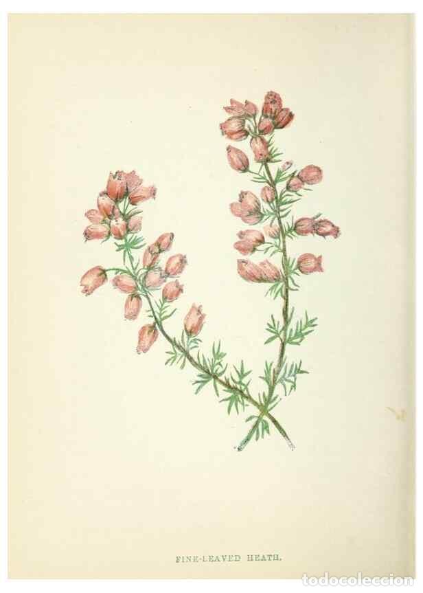 Collection Magazines and Newspapers: Reproducci&oacute;n/Reproduction 8513798046: Wild flowers.. London :Pott, Young & Co.,[1857] - Pratt, Anne,