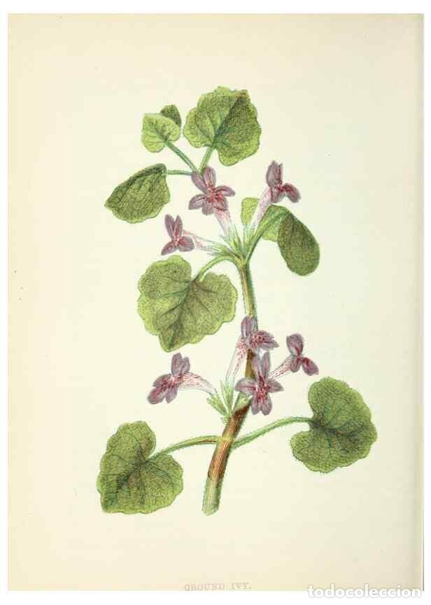 Colecionismo de Revistas e Jornais: Reproducci&oacute;n/Reproduction 8512679137: Wild flowers.. London :Pott, Young & Co.,[1857] - Pratt, Anne,
