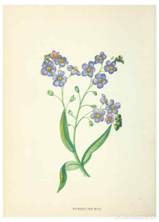 Collection Magazines and Newspapers: Reproducci&oacute;n/Reproduction 8512685397: Wild flowers.. London :Pott, Young & Co.,[1857] - Pratt, Anne,