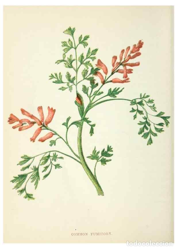 Collection Magazines and Newspapers: Reproducci&oacute;n/Reproduction 8512681717: Wild flowers.. London :Pott, Young & Co.,[1857] - Pratt, Anne,