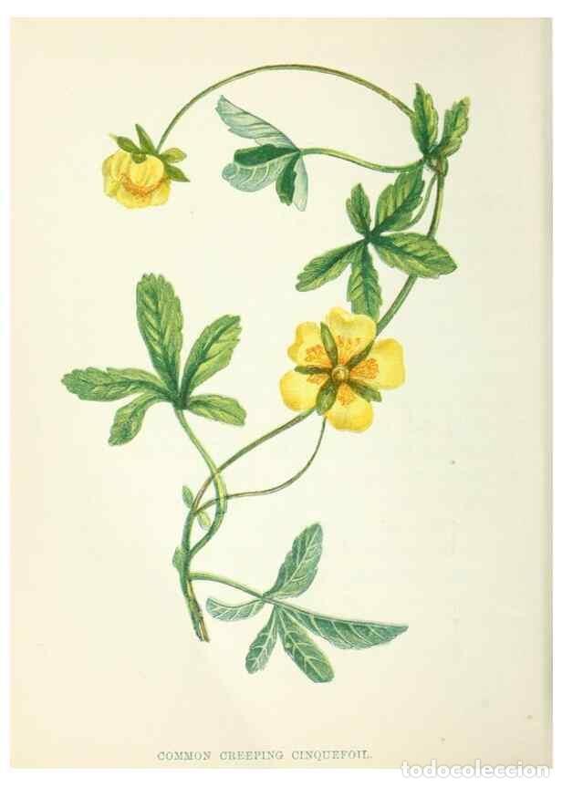 Sammeln von Zeitschriften und Zeitungen: Reproducci&oacute;n/Reproduction 8513808858: Wild flowers.. London :Pott, Young & Co.,[1857] - Pratt, Anne,