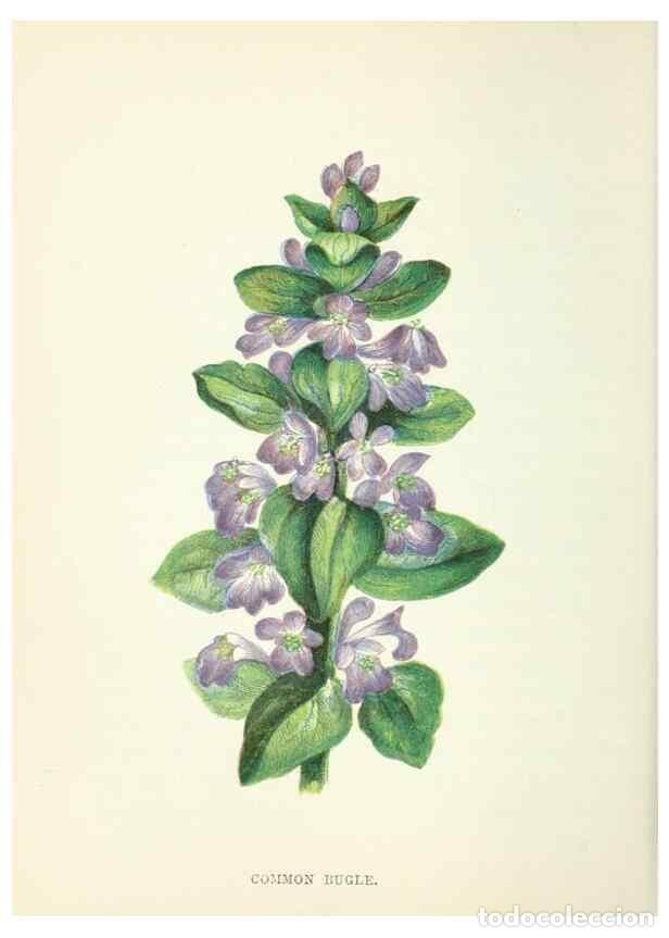 Collection Magazines and Newspapers: Reproducci&oacute;n/Reproduction 8513809454: Wild flowers.. London :Pott, Young & Co.,[1857] - Pratt, Anne,