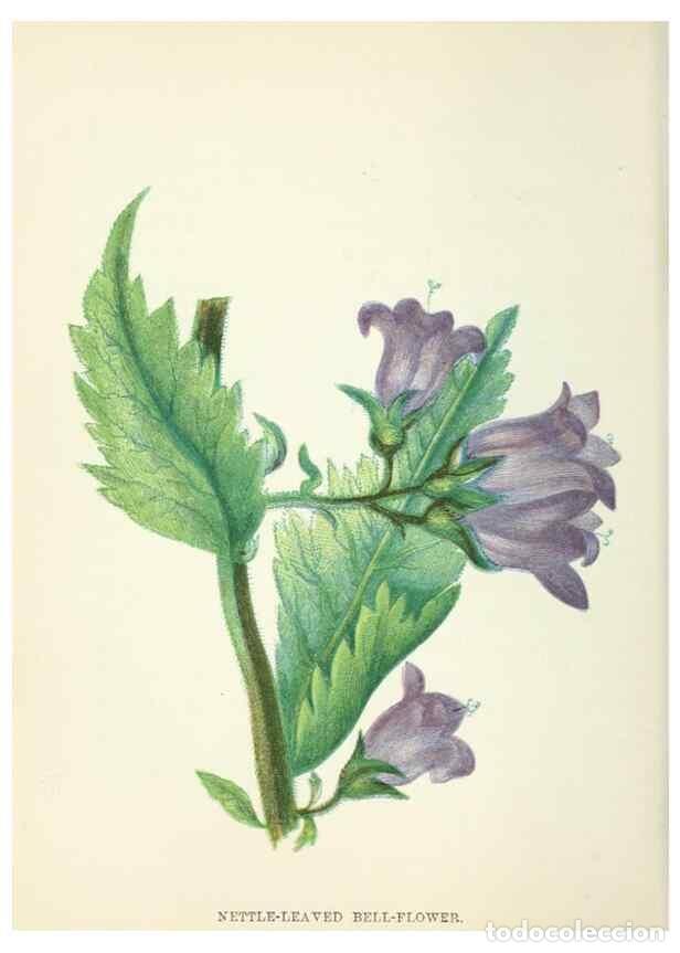 Sammeln von Zeitschriften und Zeitungen: Reproducci&oacute;n/Reproduction 8513810282: Wild flowers.. London :Pott, Young & Co.,[1857] - Pratt, Anne,